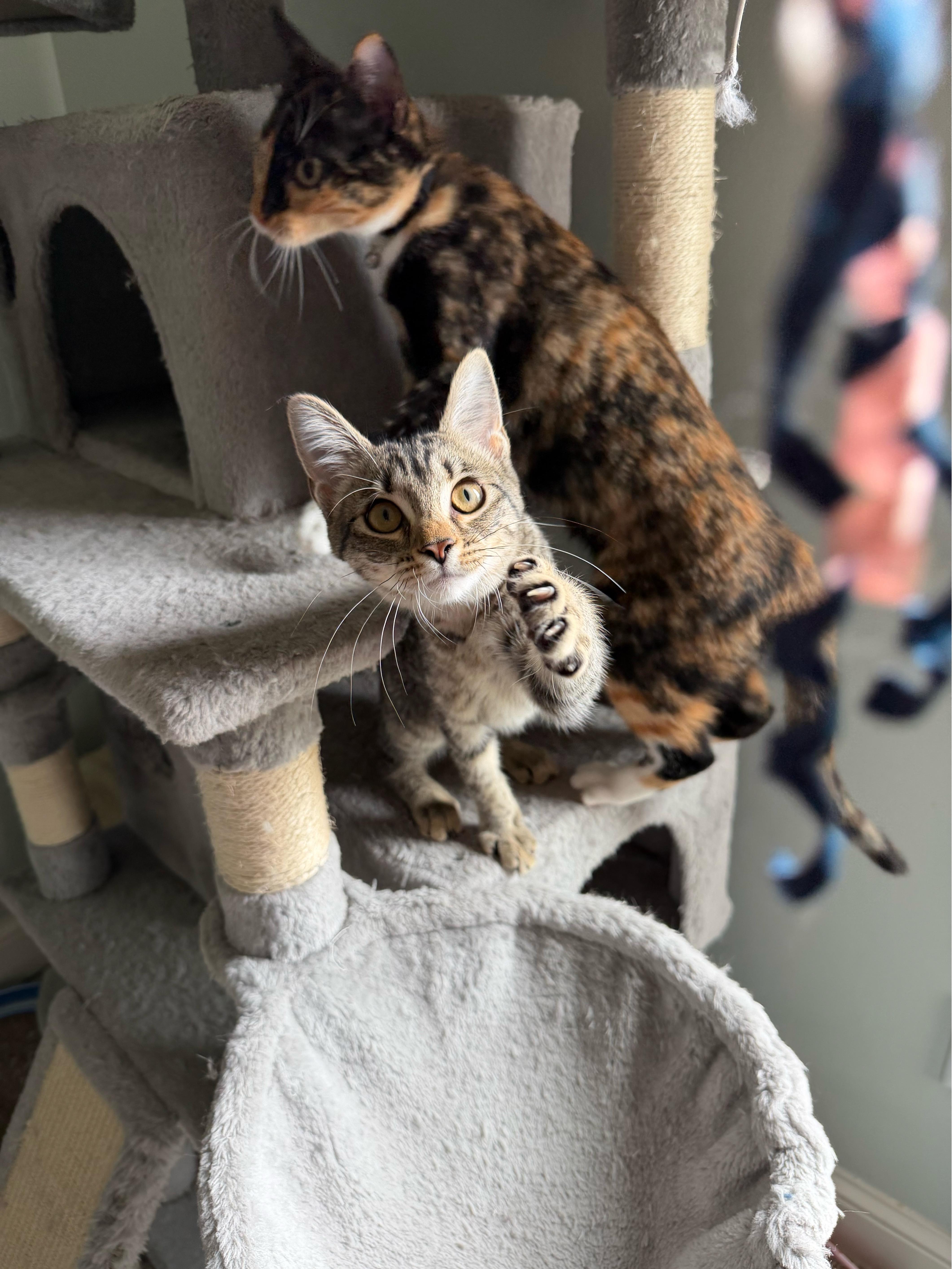 Pipsqueak - Greensboro GA