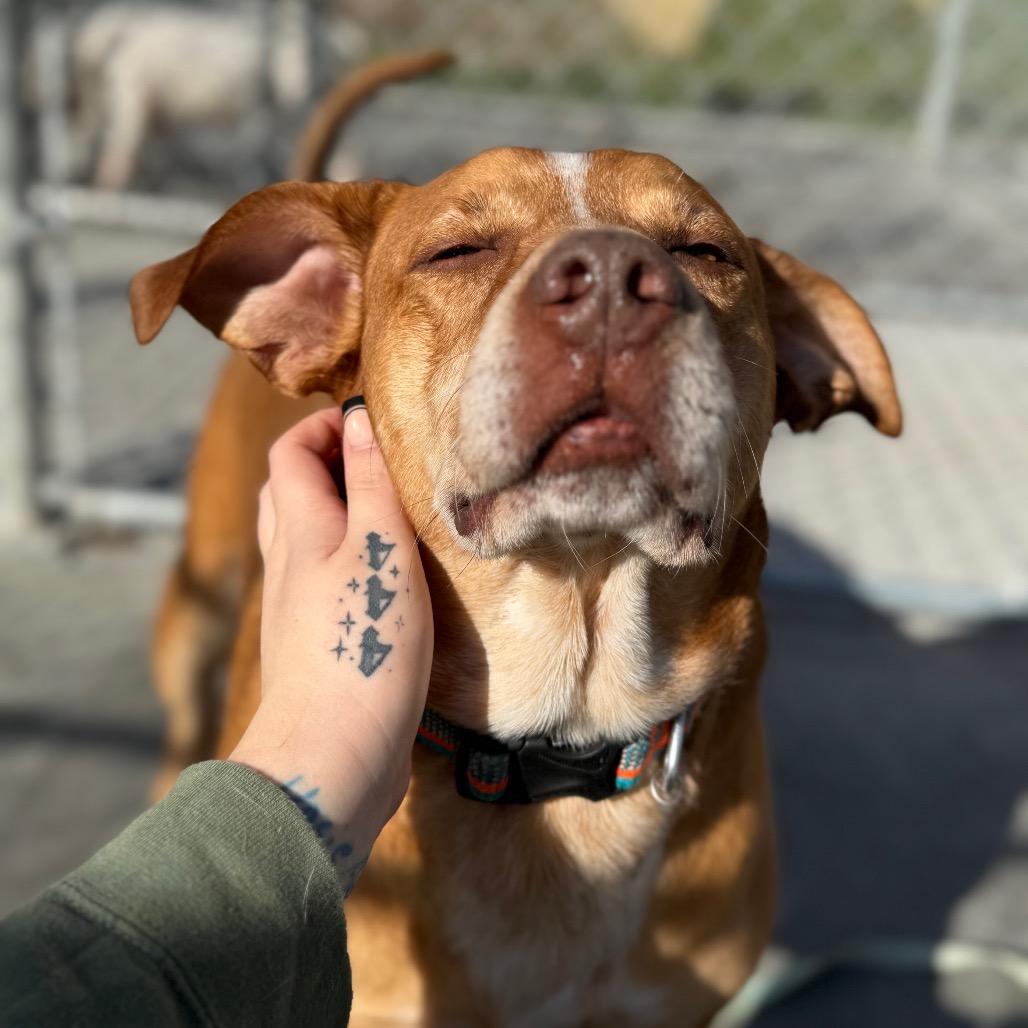 Ace, a Adoptable Mixed Breed in Red House, WV image 1/3