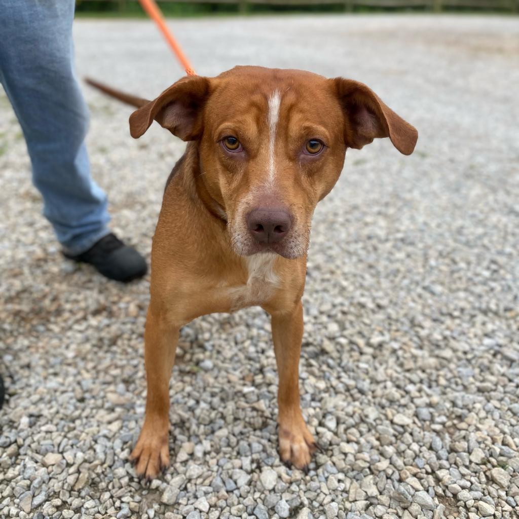 Ace, Adoptable, Senior Male Mixed Breed.