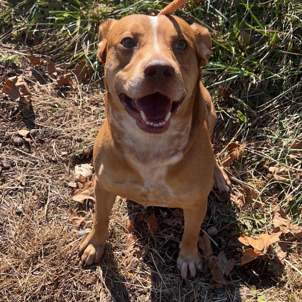 Enlarge Ace, a Adoptable Mixed Breed in Red House, WV image 2/2
