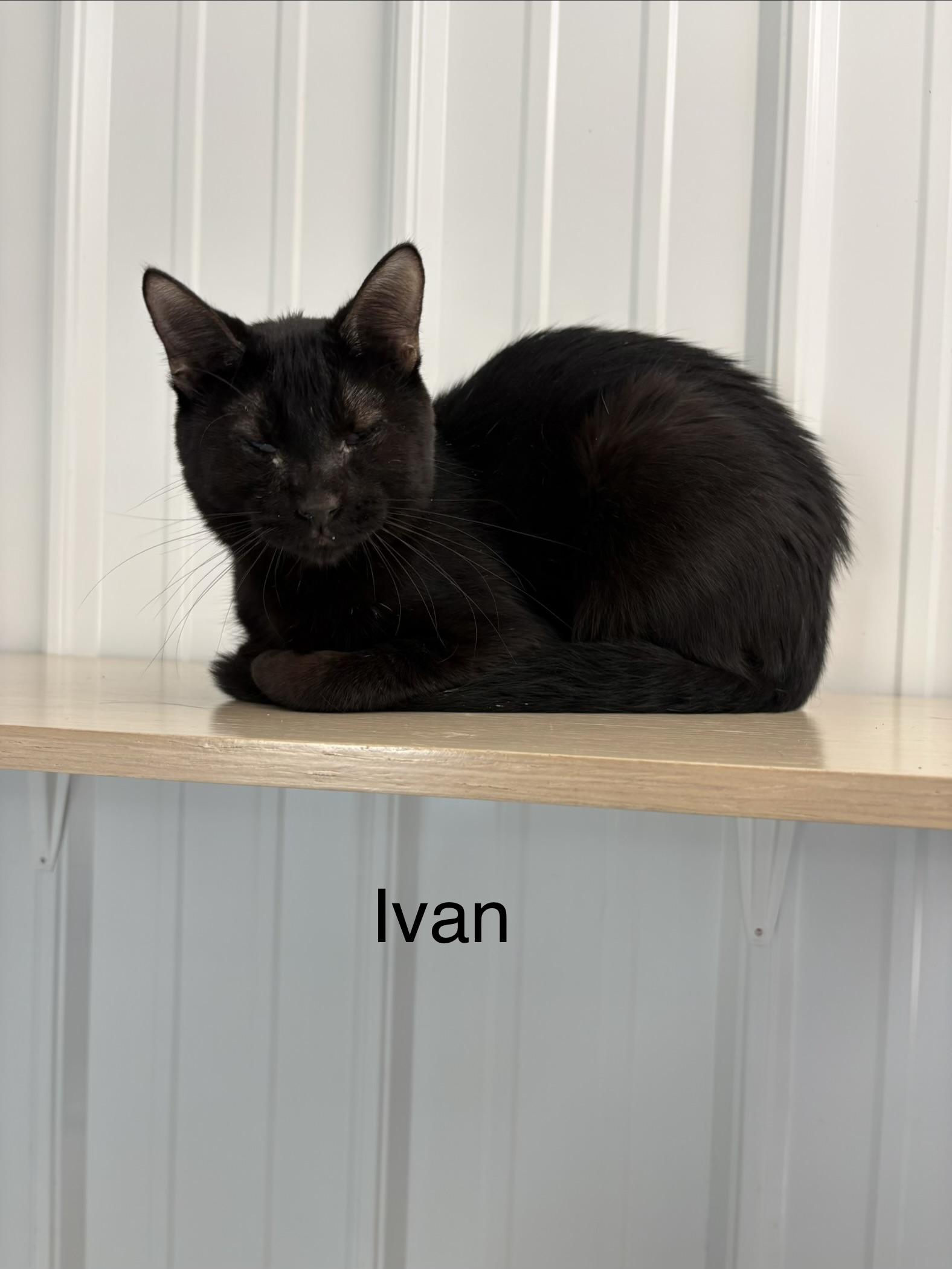 Enlarge Ivan, a ADOPTABLE American Shorthair in Big Rapids, MI image 2/2