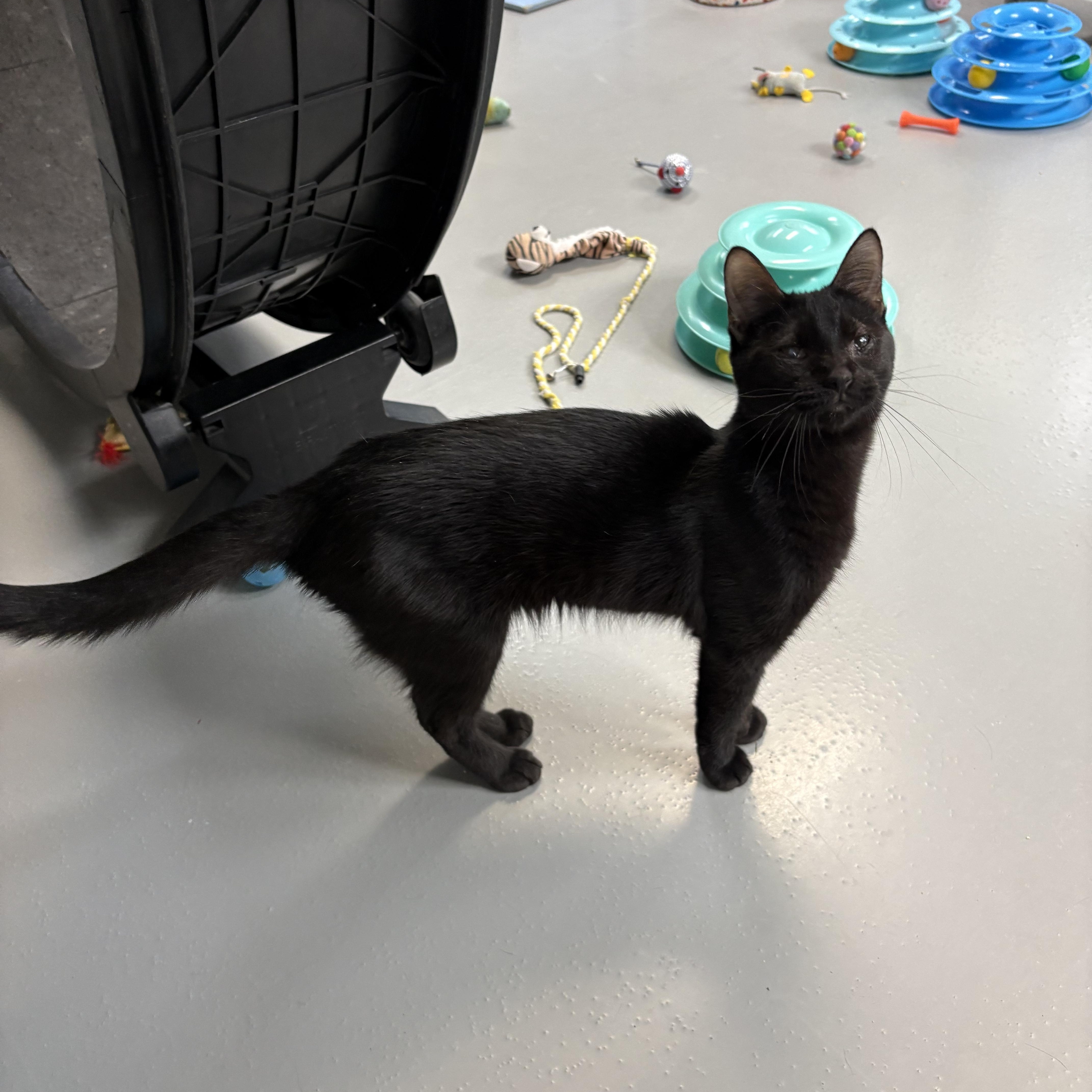 Enlarge Ivan, a ADOPTABLE American Shorthair in Big Rapids, MI image 1/2