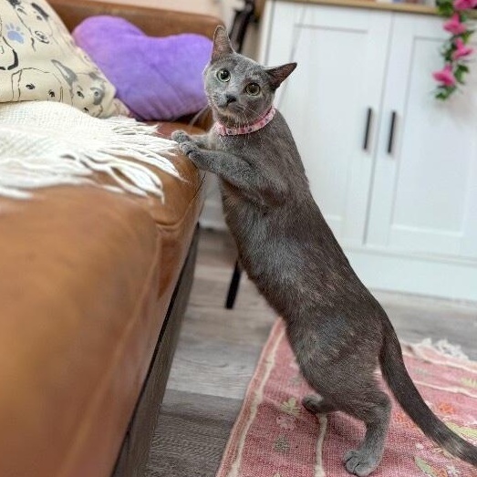 Moon River — thumbnail 2