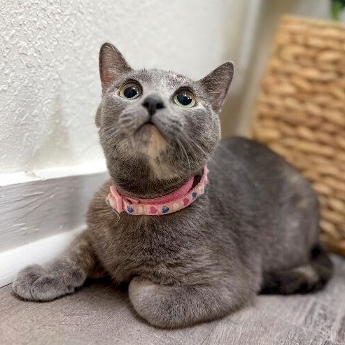 Moon River — thumbnail 4