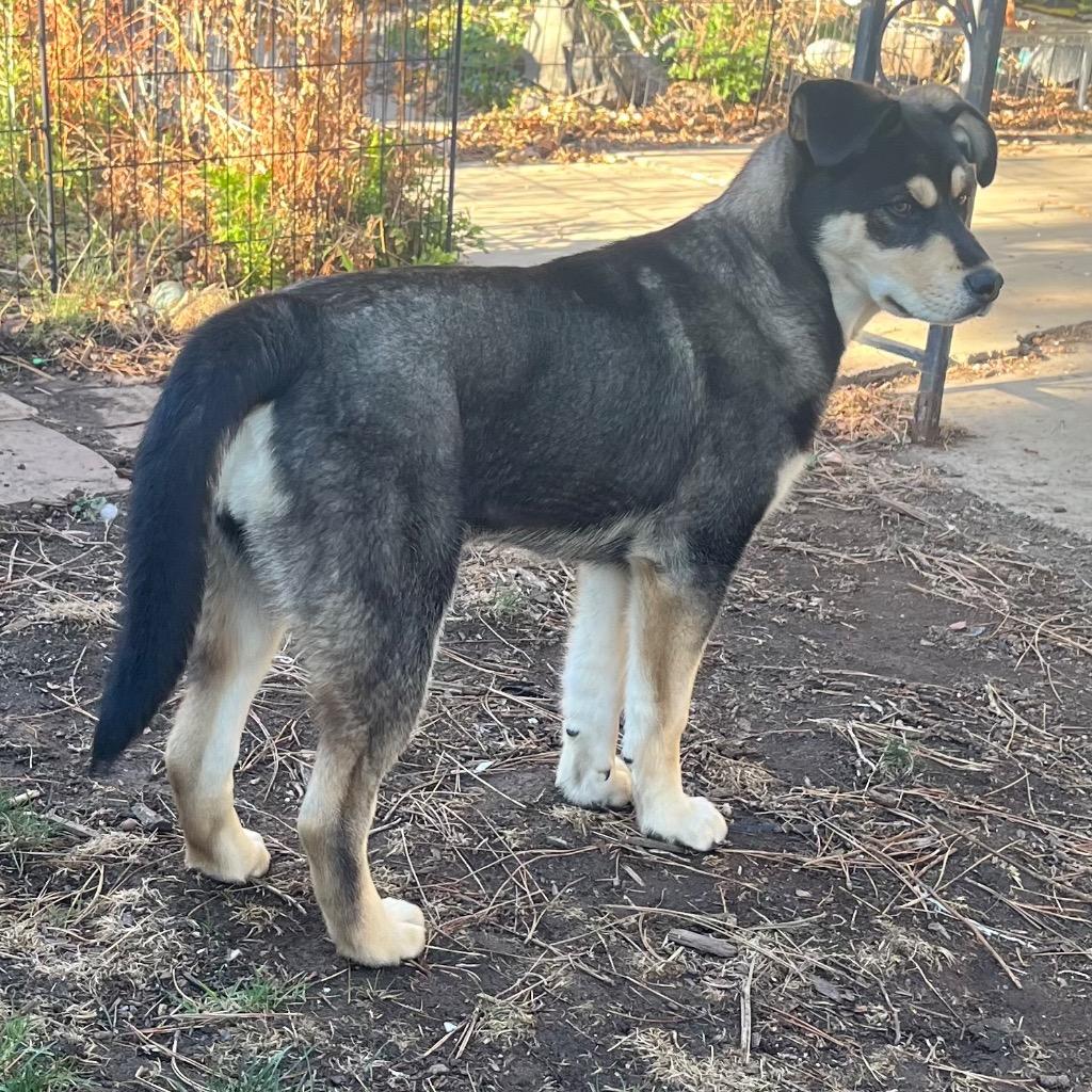 Thuper, Adoptable, Puppy Female Husky & Shepherd.