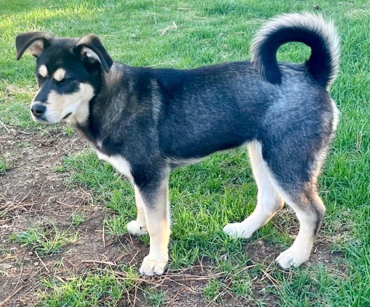 Enlarge Thuper, a Adoptable mixed breed in Fort Lupton, CO image 2/3