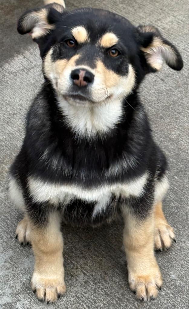 Enlarge Thuper, a Adoptable mixed breed in Fort Lupton, CO image 3/3