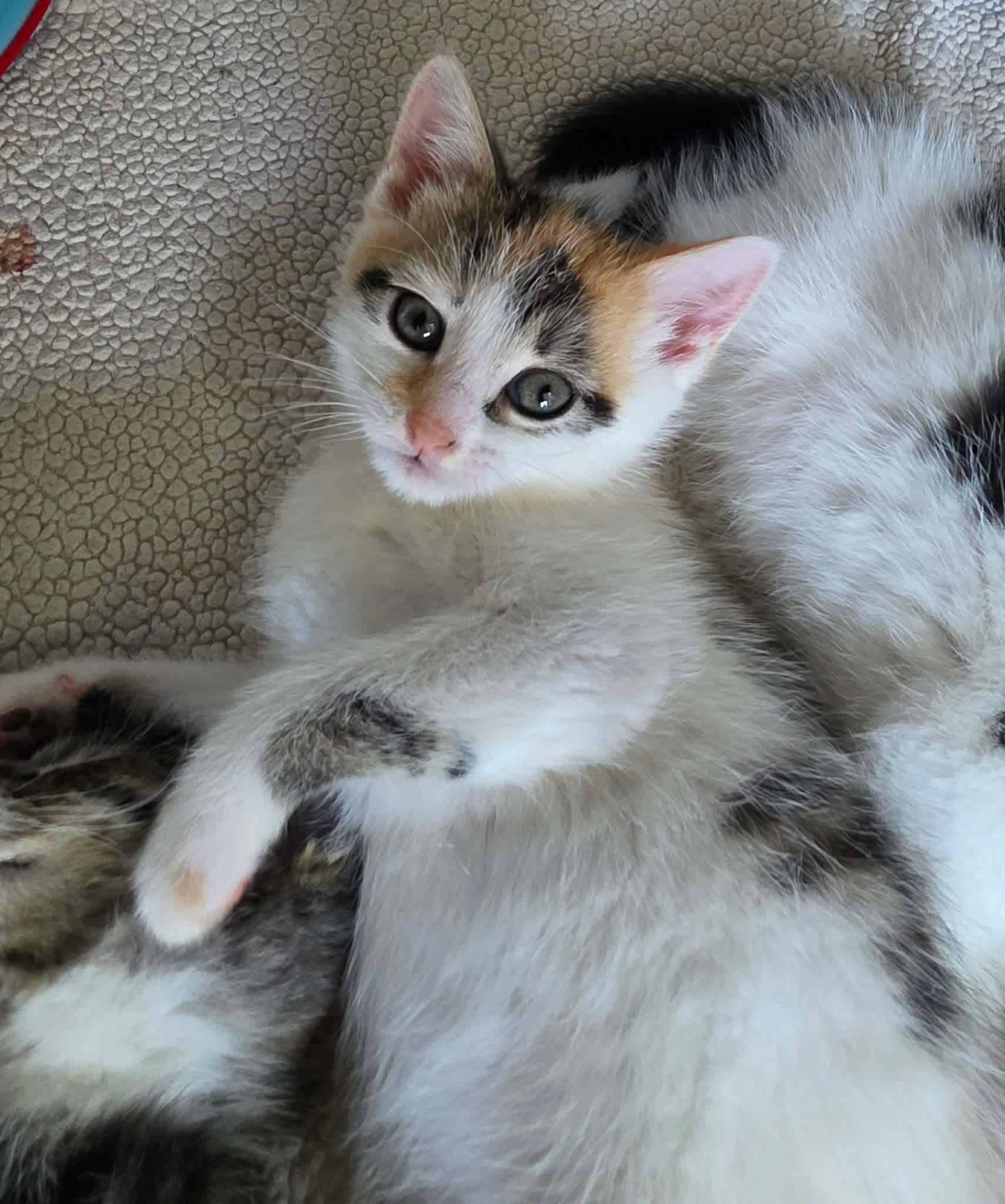 Enlarge Sidonie, an adopted Domestic Short Hair in Terrebonne, QC image 1/6