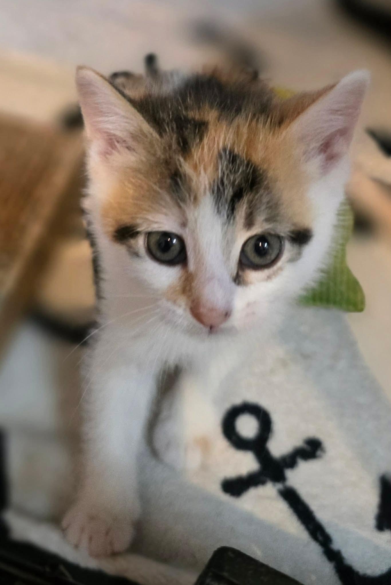 Enlarge Sidonie, an adopted Domestic Short Hair in Terrebonne, QC image 4/6