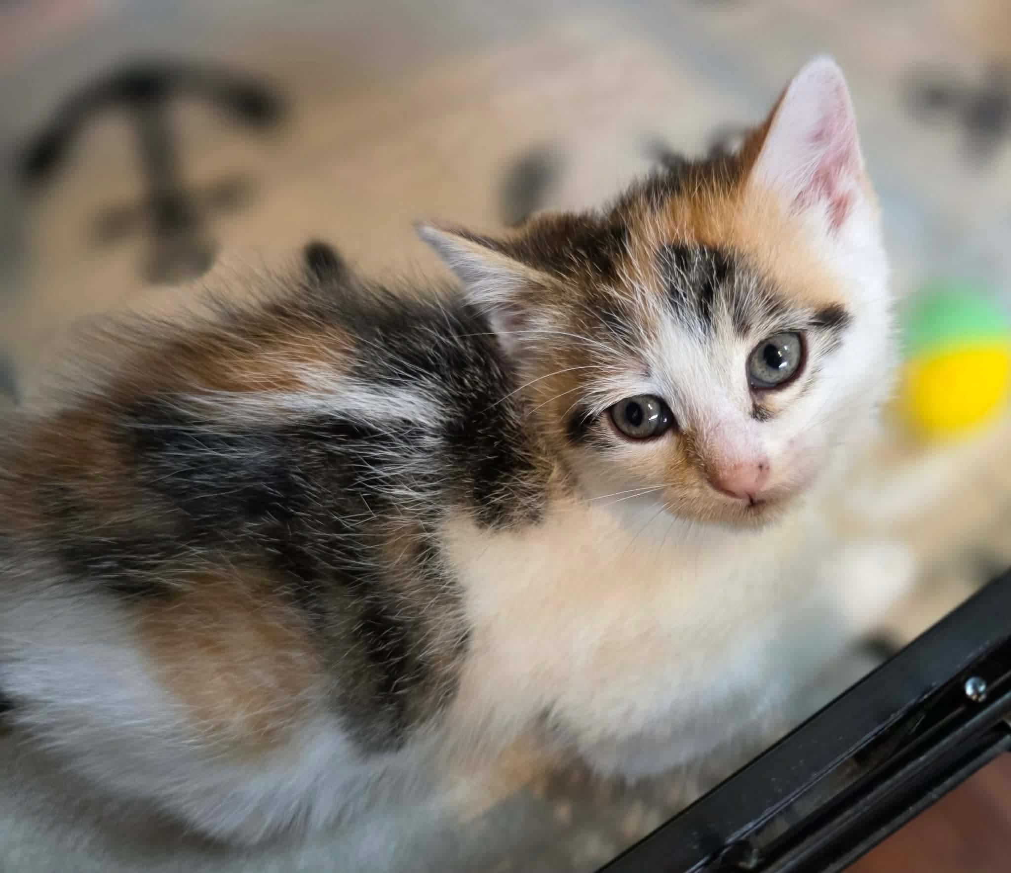 Enlarge Sidonie, an adopted Domestic Short Hair in Terrebonne, QC image 2/6
