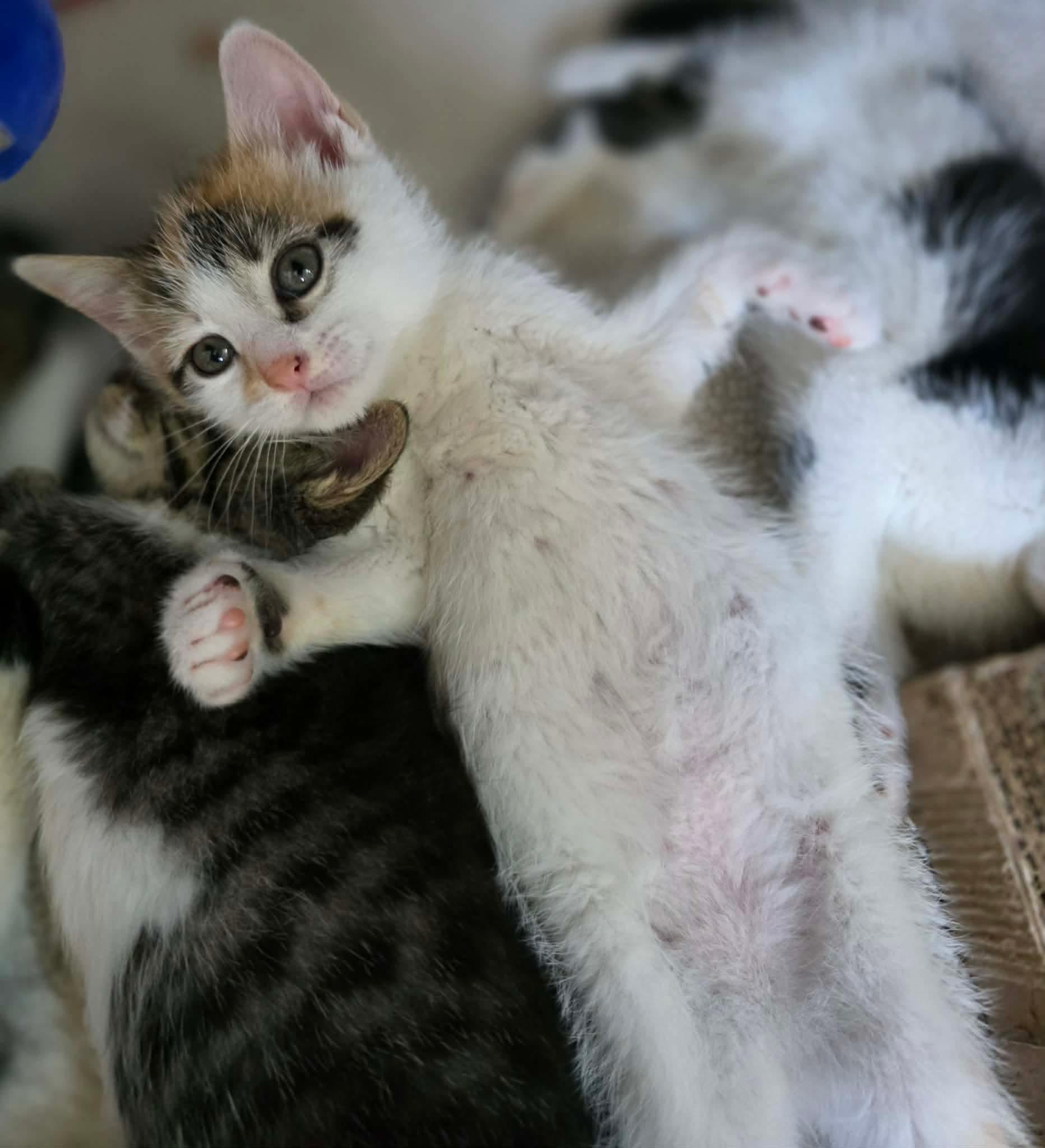 Enlarge Sidonie, an adopted Domestic Short Hair in Terrebonne, QC image 5/6
