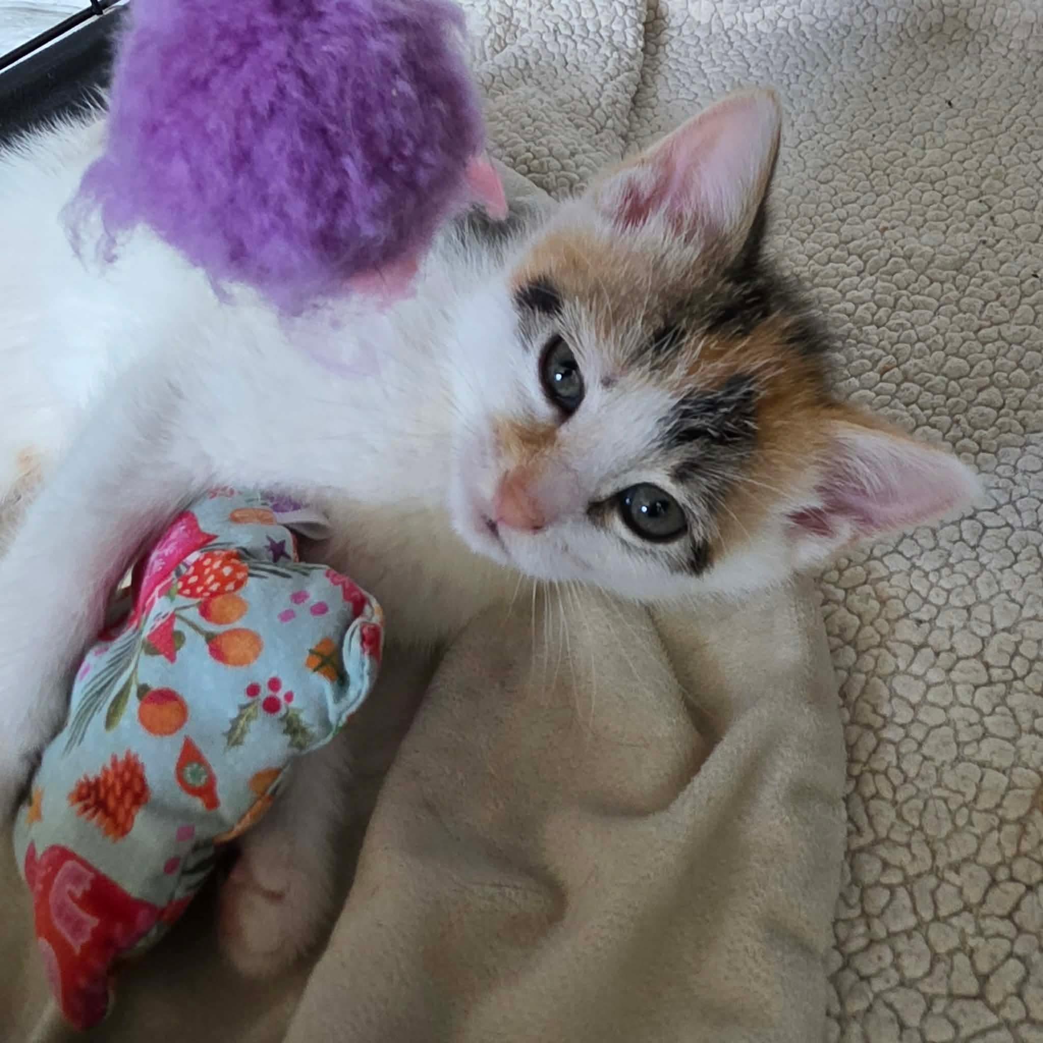 Enlarge Sidonie, an adopted Domestic Short Hair in Terrebonne, QC image 6/6