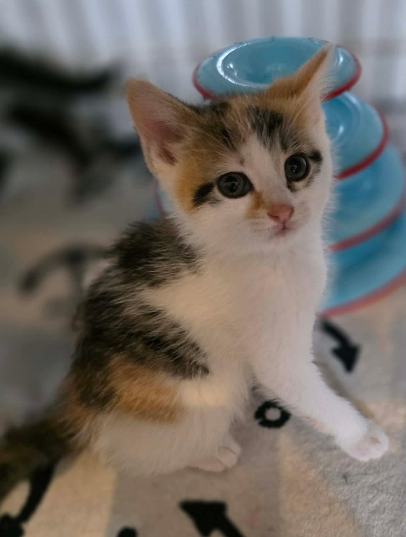 Enlarge Sidonie, an adopted Domestic Short Hair in Terrebonne, QC image 3/6