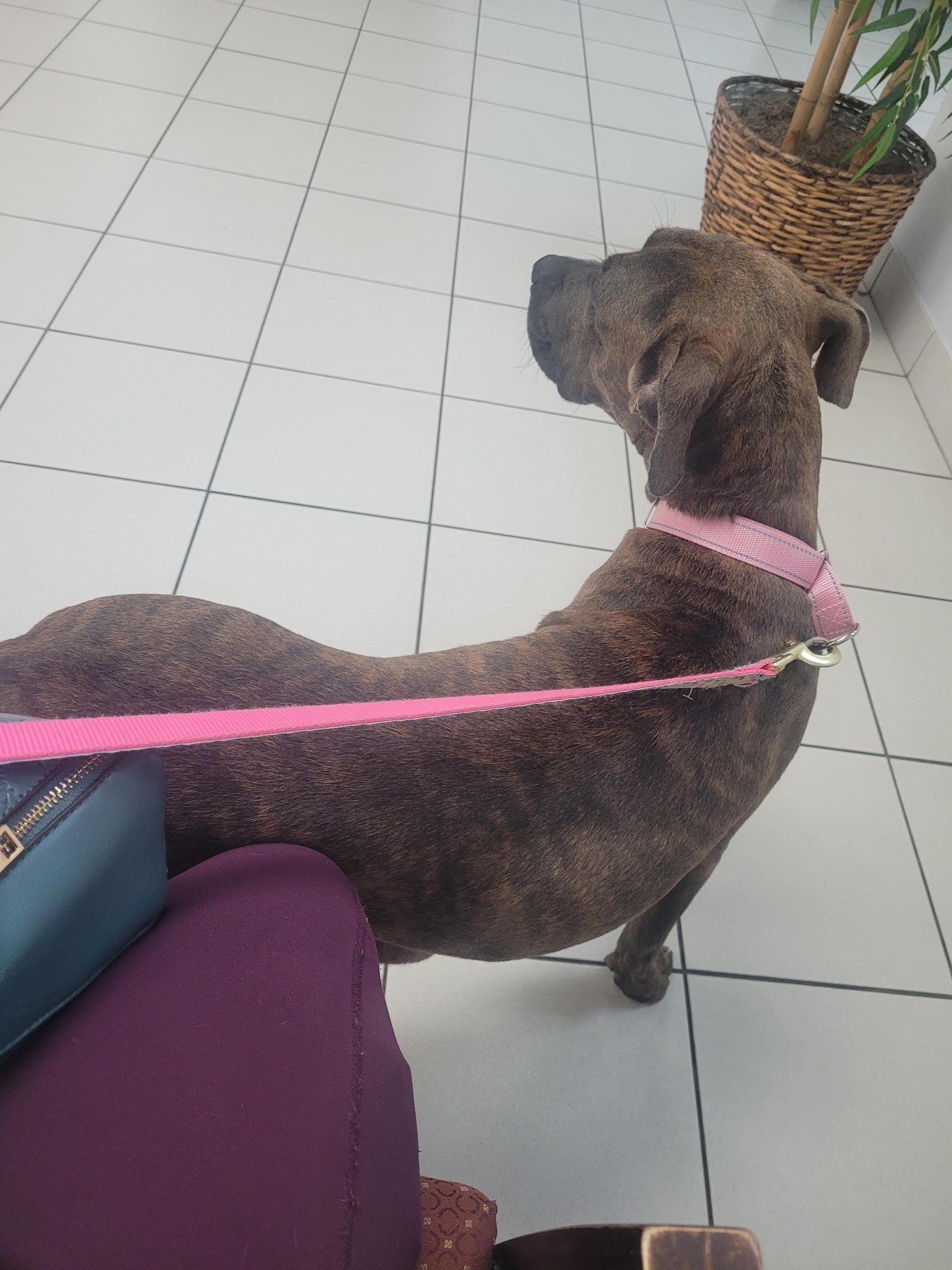 Enlarge Lilly , a Adoptable Pit Bull Terrier in Lebanon , NH image 4/4