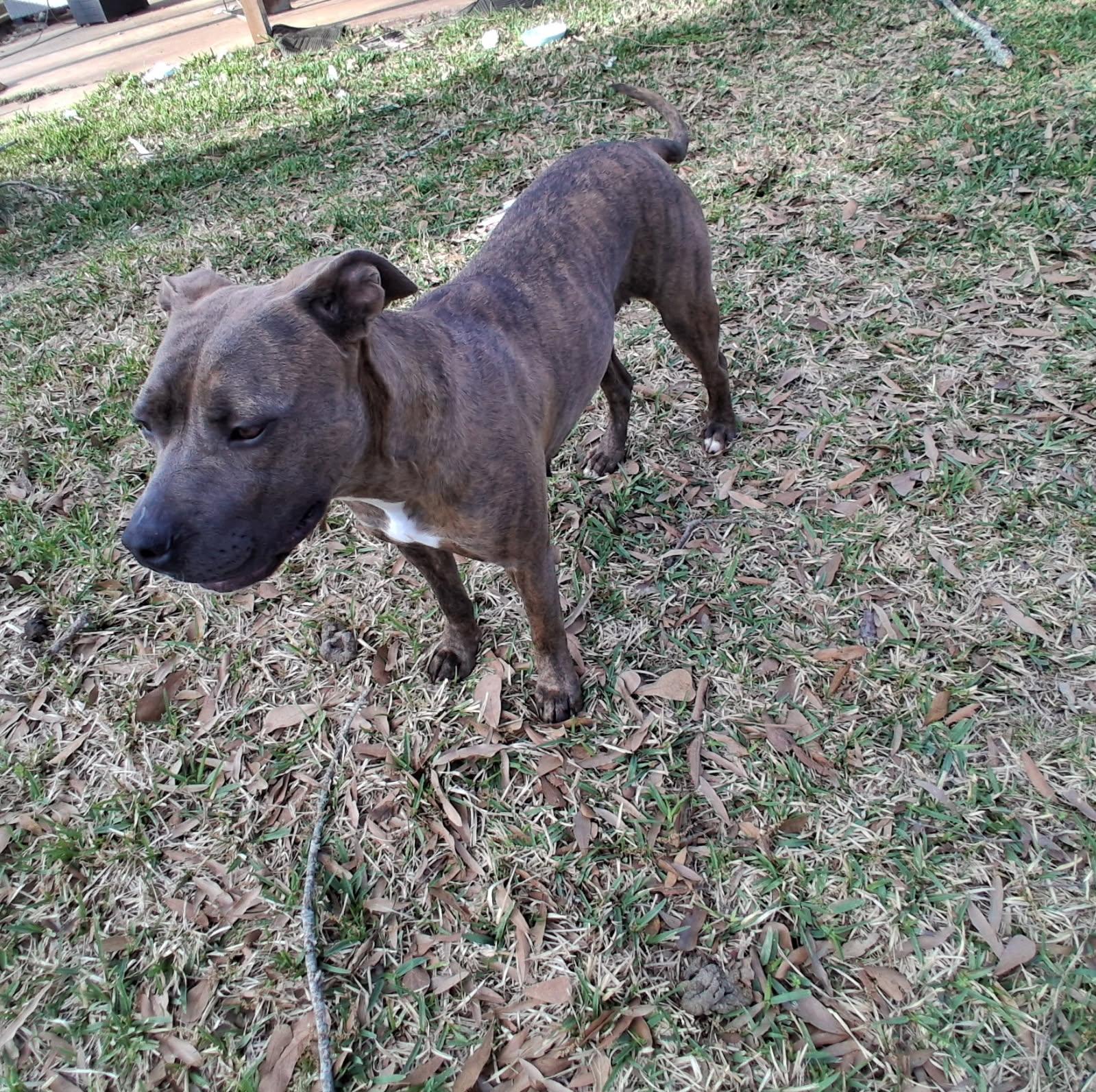 Enlarge Lilly , a Adoptable Pit Bull Terrier in Lebanon , NH image 2/4