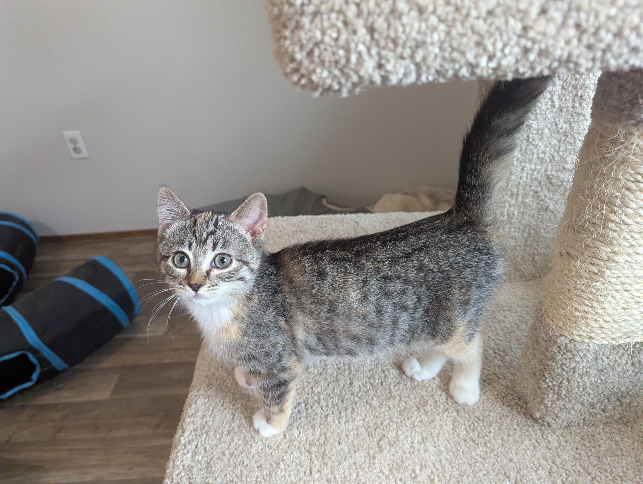 Zinnia, adopted, Young Female Tabby & Calico.