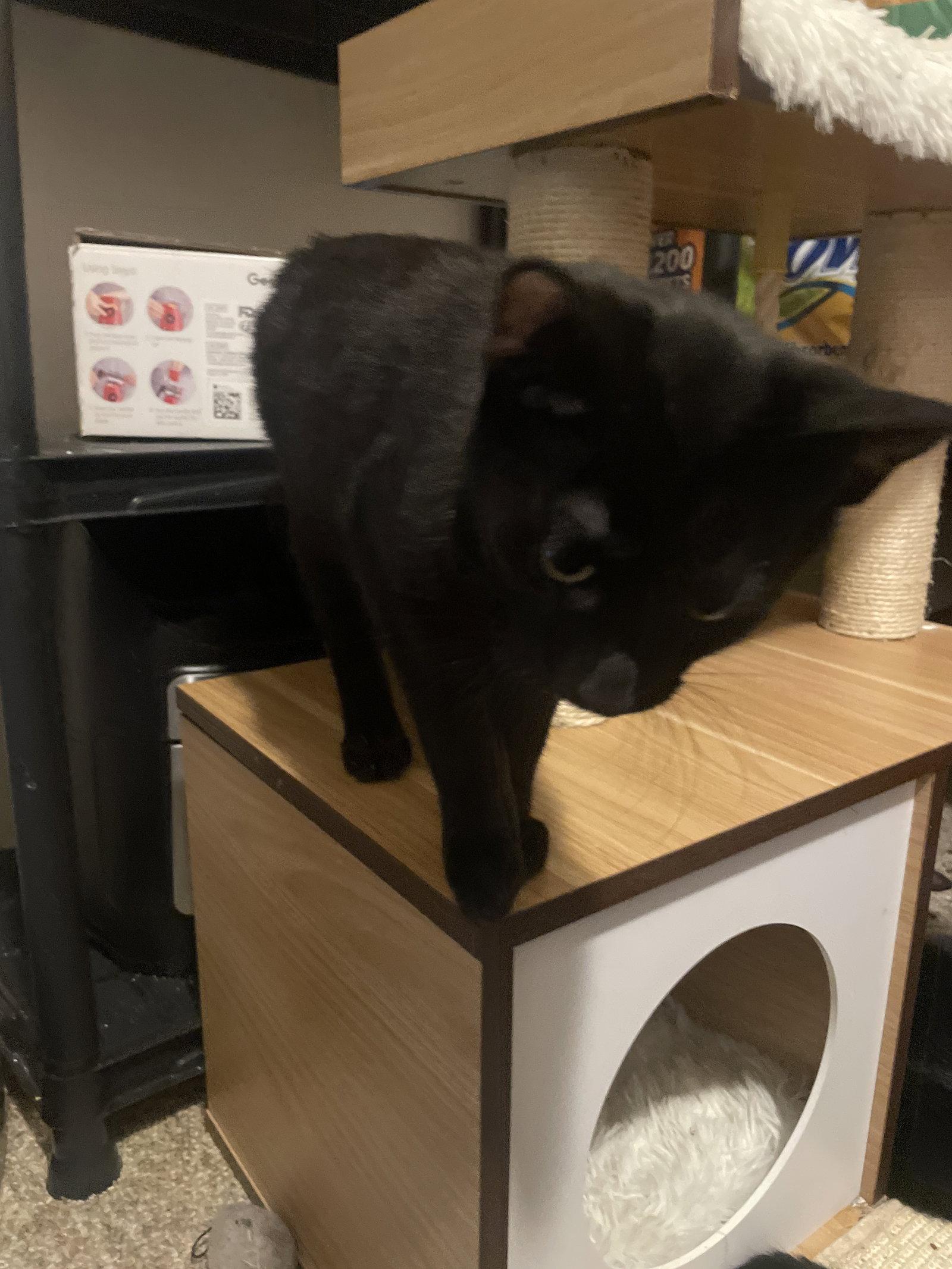 Enlarge Quest Love (Must be Adopted with Nolan Void), a Adopted Domestic Short Hair in Walled Lake, MI image 1/3