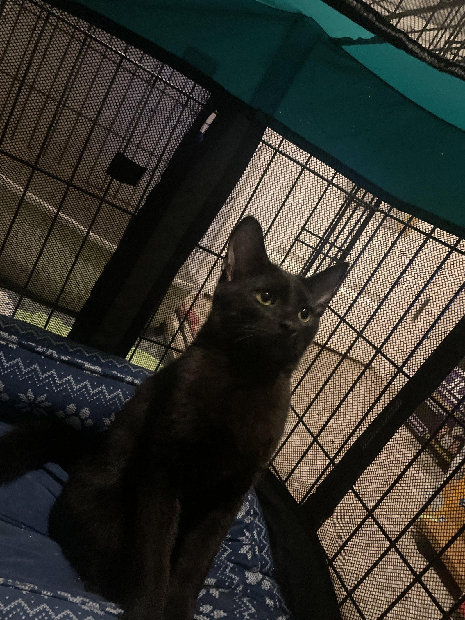 Enlarge Quest Love (Must be Adopted with Nolan Void), a Adopted Domestic Short Hair in Walled Lake, MI image 2/3