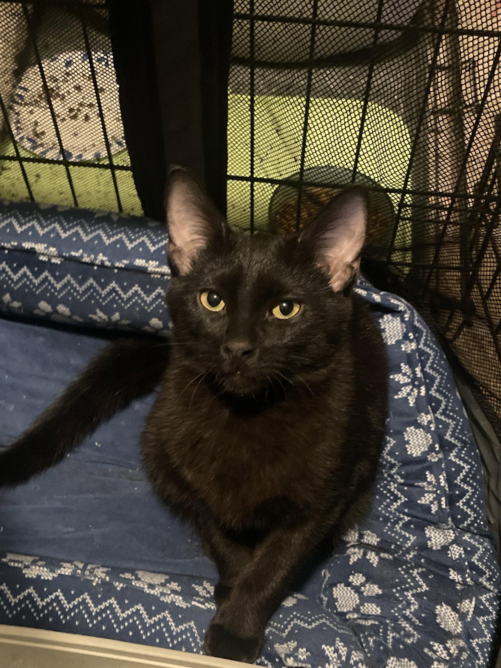 Enlarge Quest Love (Must be Adopted with Nolan Void), a Adopted Domestic Short Hair in Walled Lake, MI image 3/3