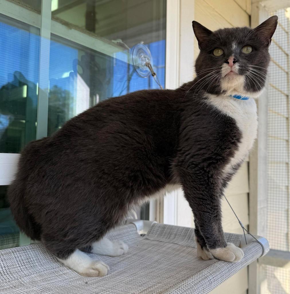 Ghost, Adoptable, Adult Male Domestic Short Hair.