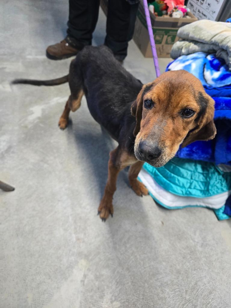 Enlarge Rupert, a Adoptable Black and Tan Coonhound in Camden, TN image 1/1