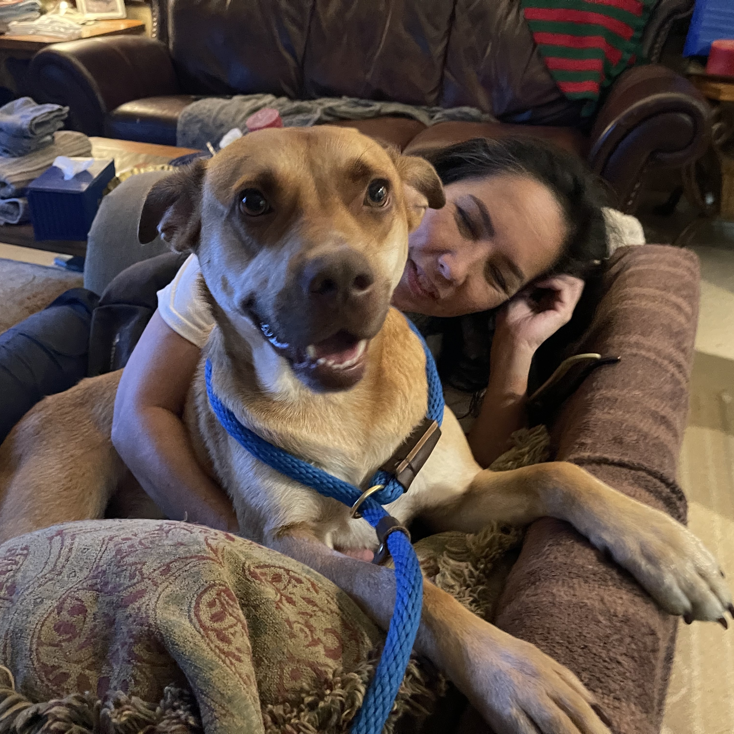 Enlarge KOBE (AKA Kobert/Koberton), a Adoptable mixed breed in Blaine, WA image 3/7