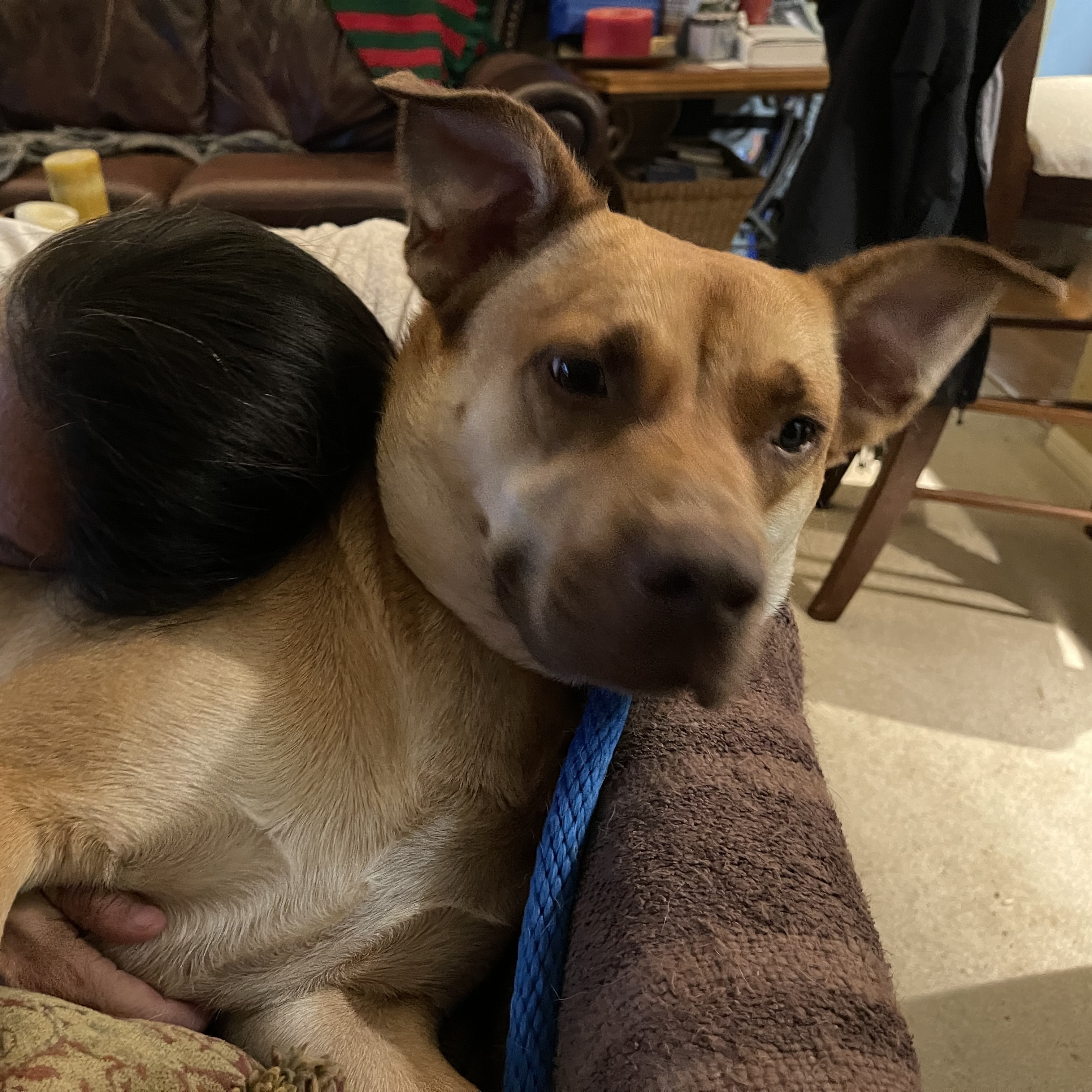 Enlarge KOBE (AKA Kobert/Koberton), a Adoptable mixed breed in Blaine, WA image 5/7