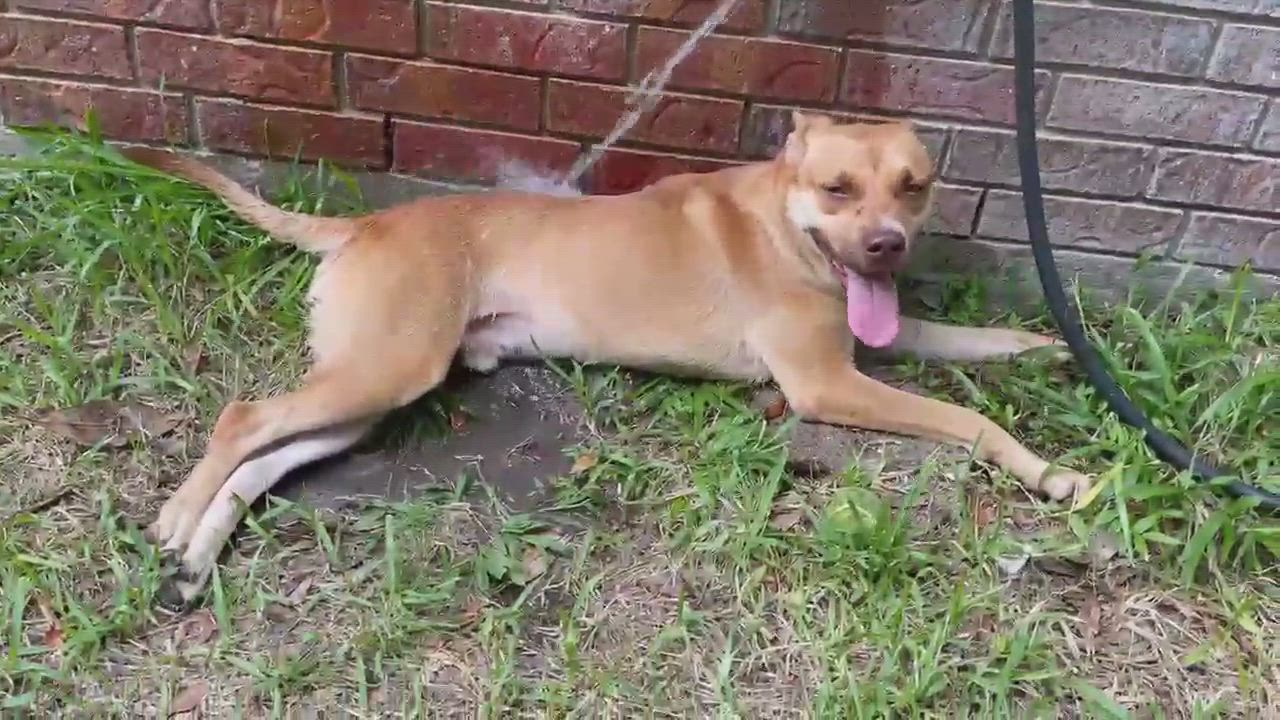 Enlarge KOBE (AKA Kobert/Koberton), a Adoptable mixed breed in Blaine, WA video 6/7