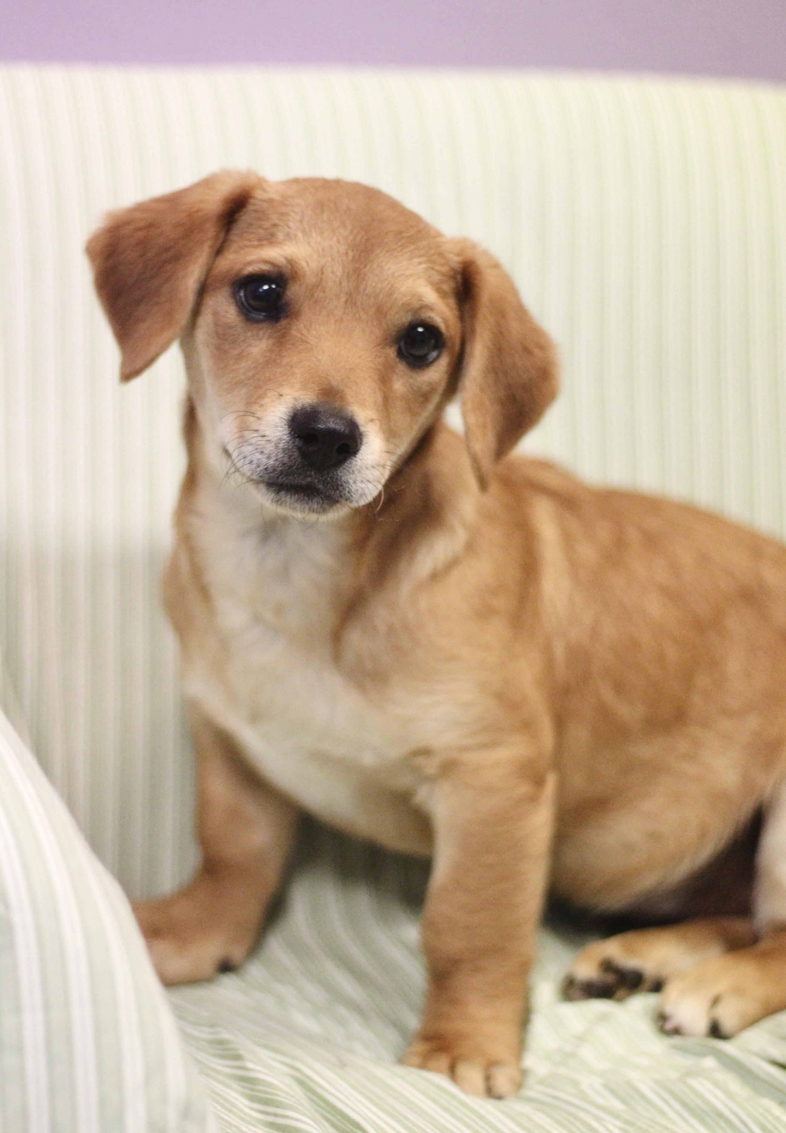 Ezra in NH! Come Meet our Adoptable Dogs Wednesday-Saturday. More info in Bio!, adopted, Puppy Male Dachshund.