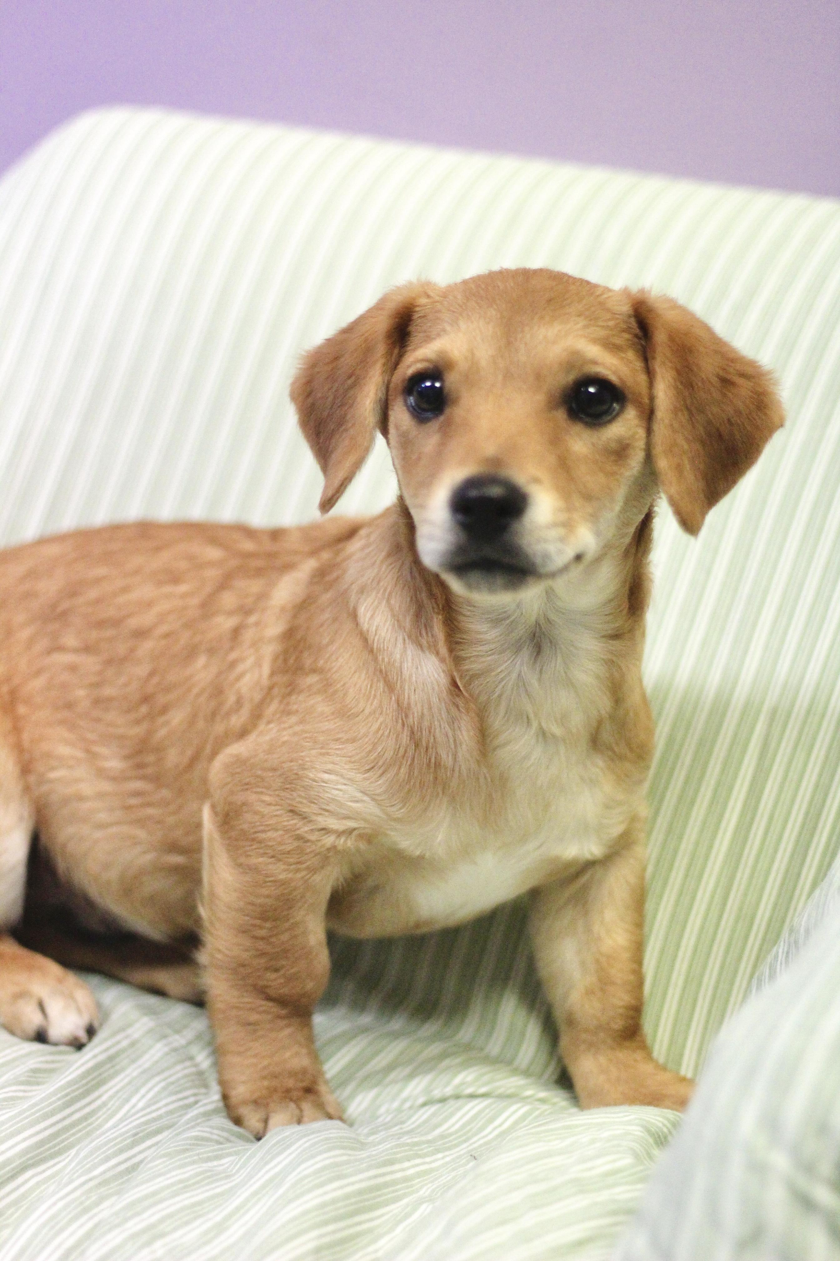 Enlarge Ezra in NH! Come Meet our Adoptable Dogs Wednesday-Saturday. More info in Bio!, an adopted mixed breed in Manchester, NH image 2/2