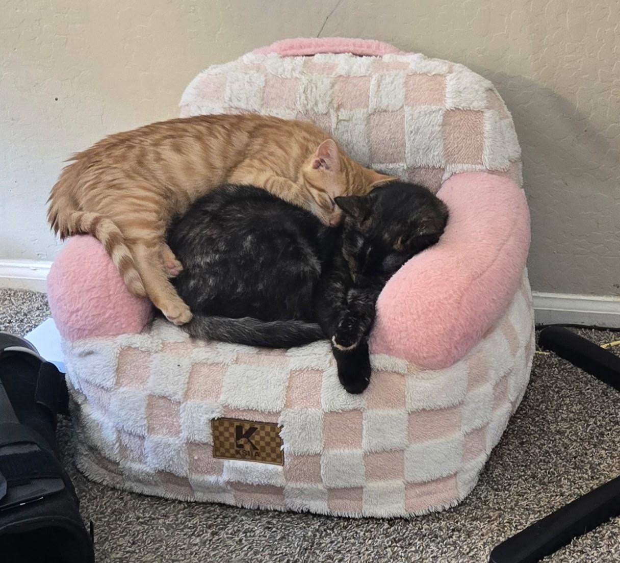 Spark, an adopted mixed breed in Mesa, AZ image 4/4