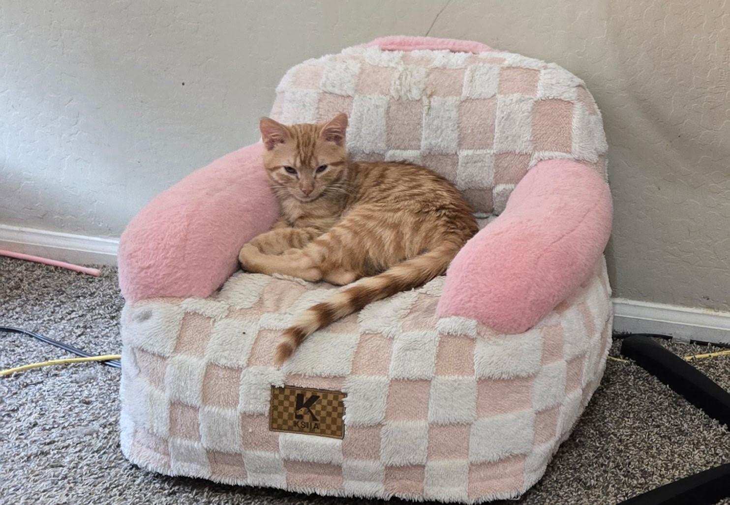 Spark, adopted, Kitten Male Domestic Short Hair.