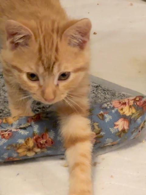 Spark, an adopted mixed breed in Mesa, AZ image 3/4