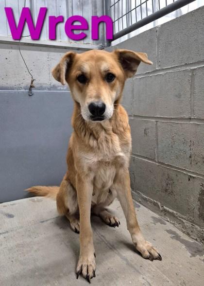 Wren