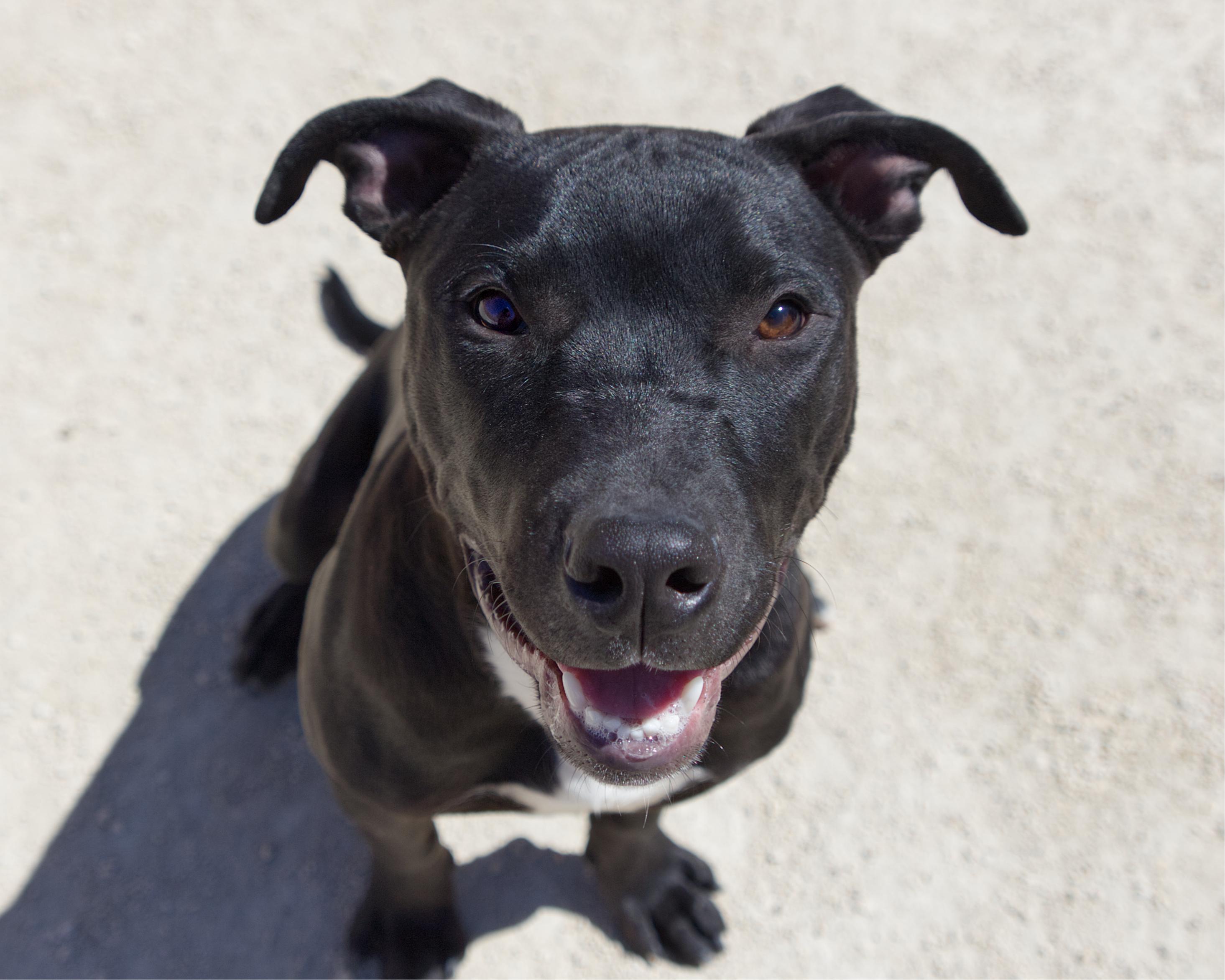 Enlarge Moo Moo , an adoptable mixed breed in Winnipeg, MB image 1/3