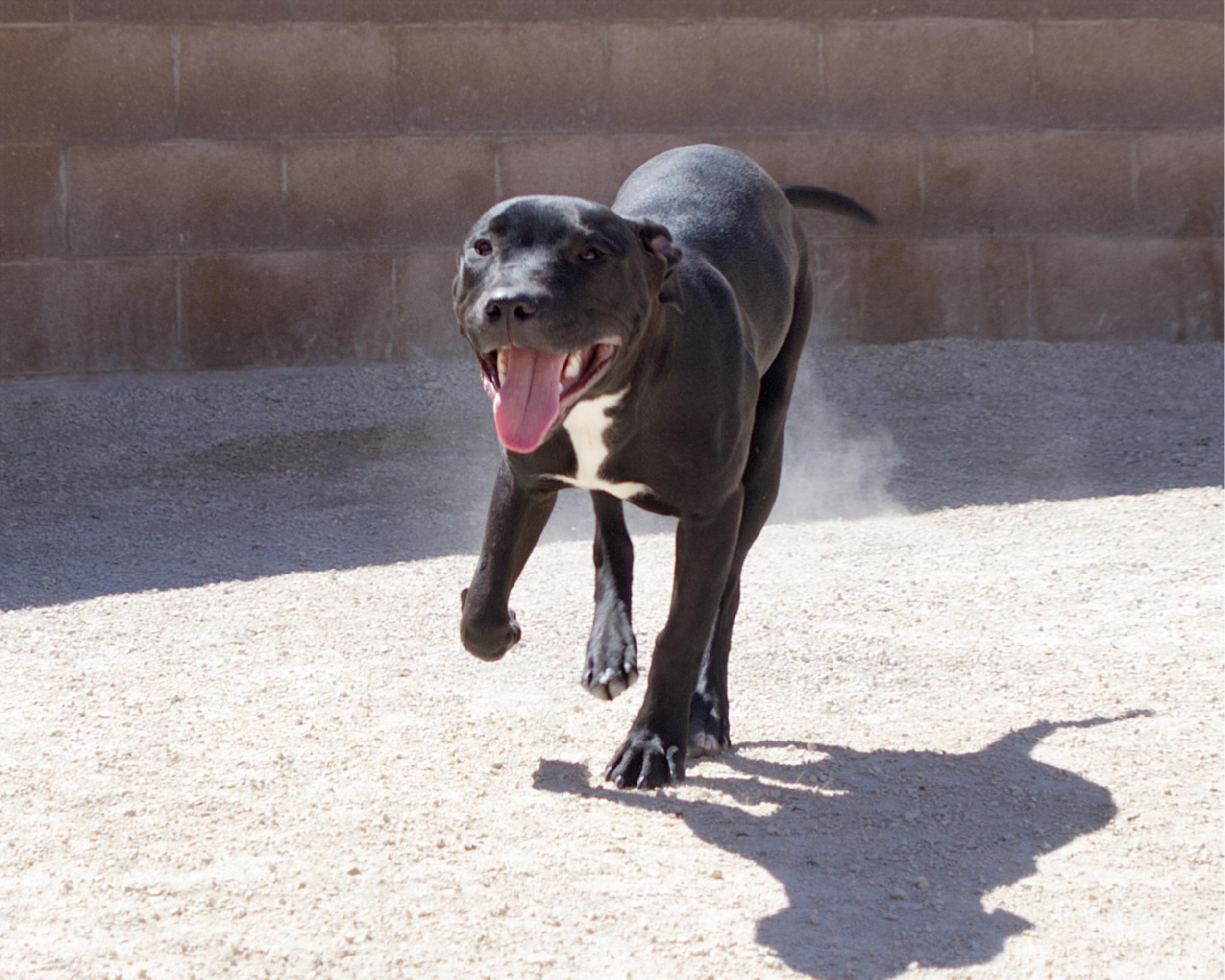 Enlarge Moo Moo , an adoptable mixed breed in Winnipeg, MB image 3/3
