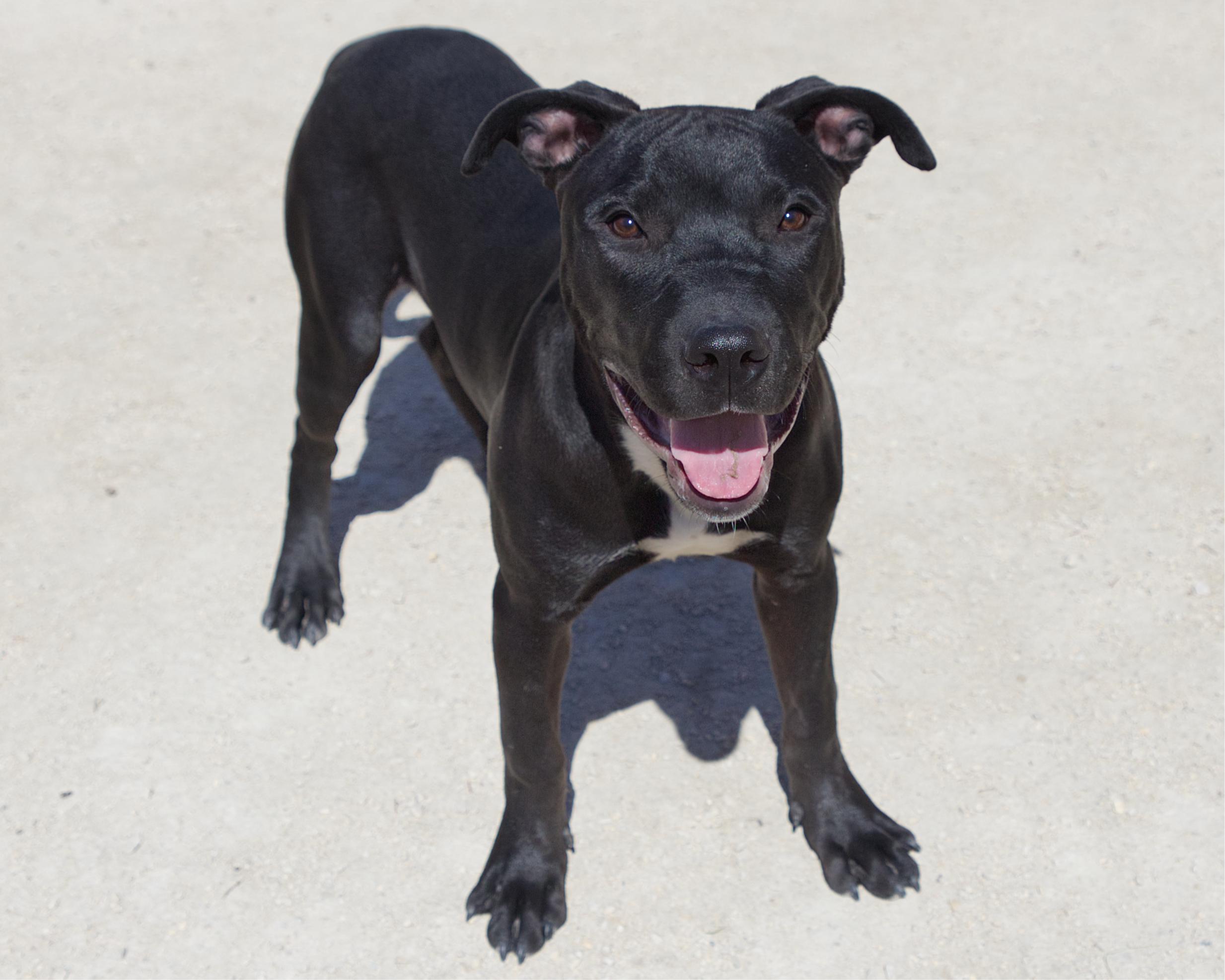 Enlarge Moo Moo , an adoptable mixed breed in Winnipeg, MB image 2/3