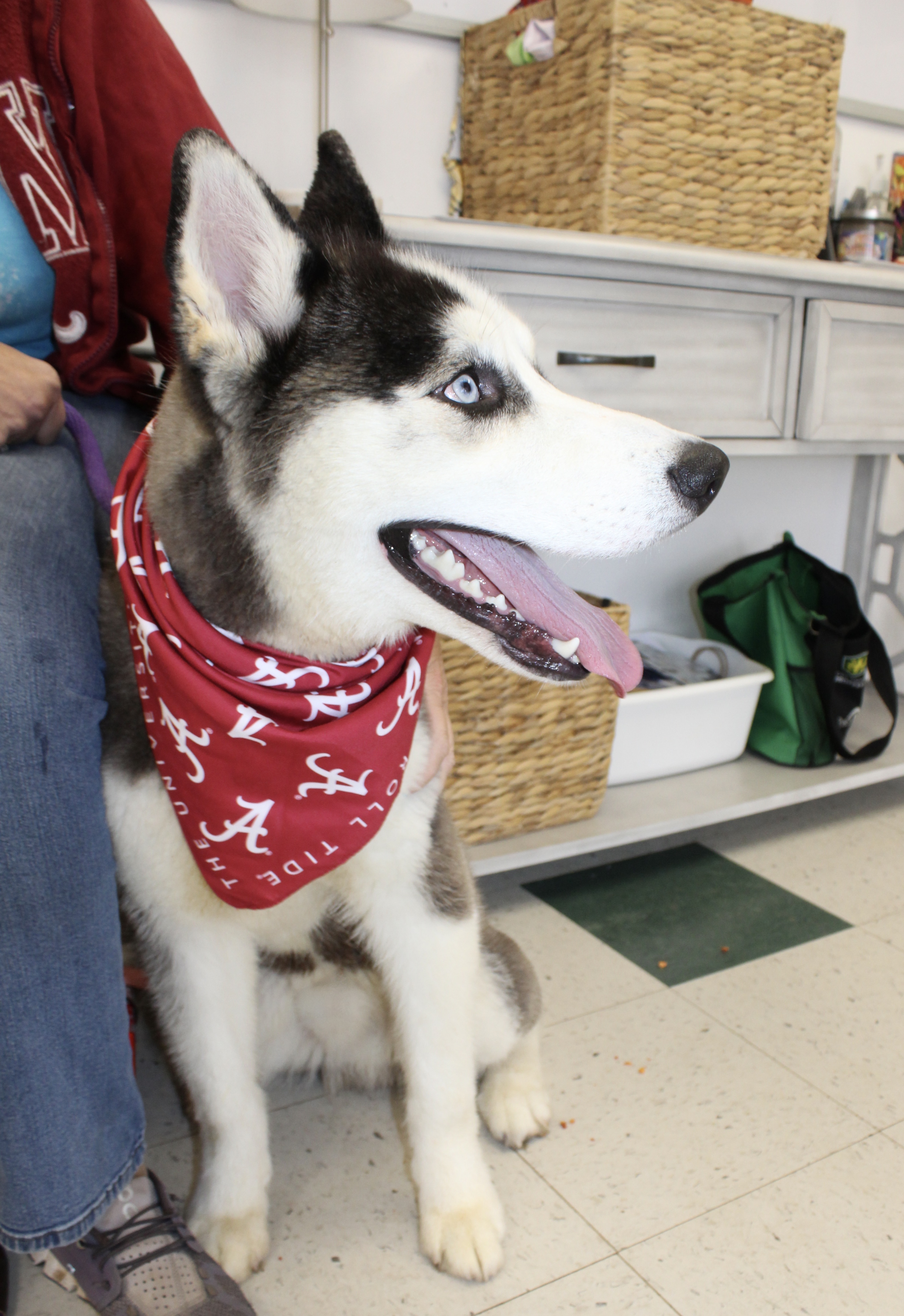 Dog for adoption Diesel, a Husky Mix in Pell City, AL Petfinder