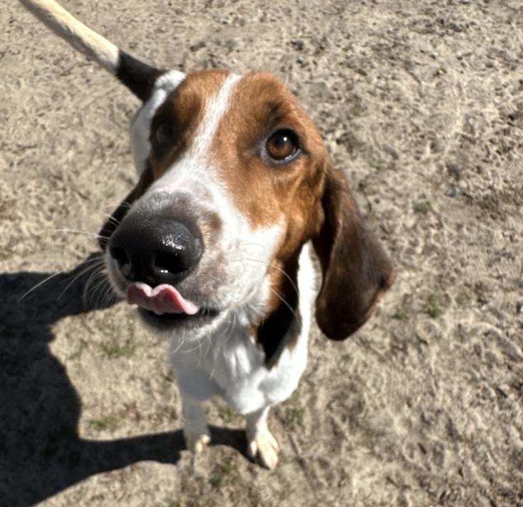 Trooper Elk, Adoptable, Adult Male Treeing Walker Coonhound.