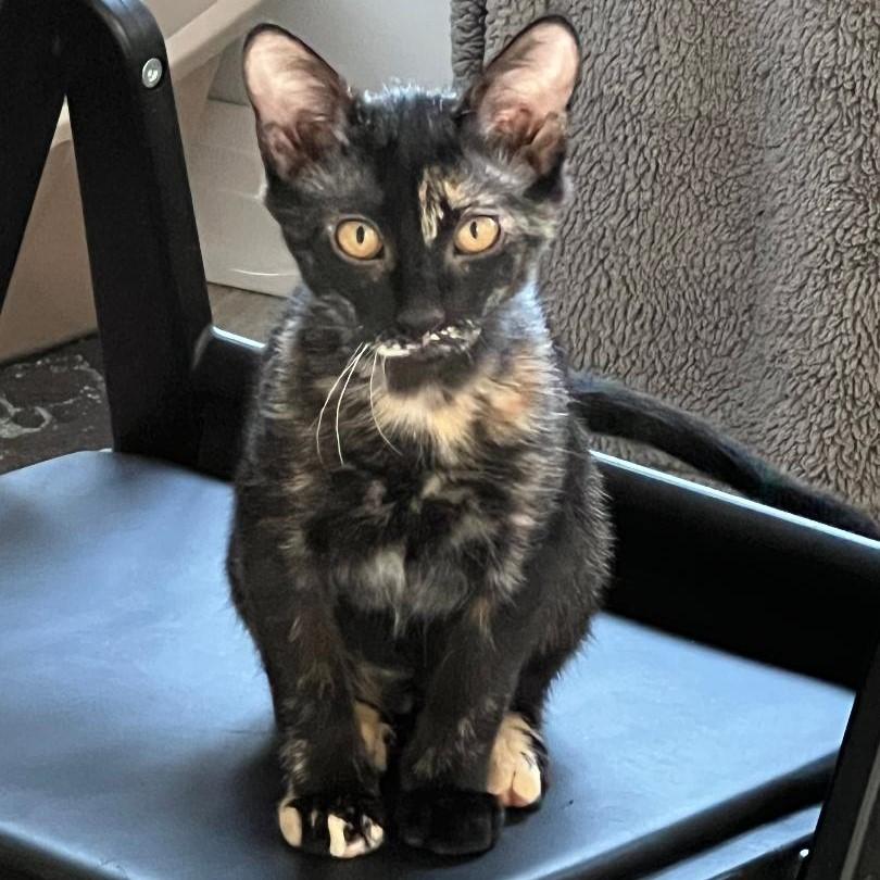 Dottie, ADOPTABLE, Kitten Female Tortoiseshell & Domestic Short Hair.