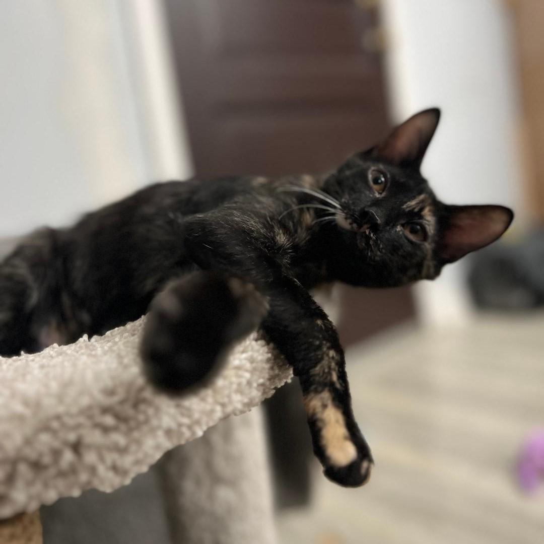 Enlarge Dottie, a ADOPTABLE mixed breed in Elmhurst, IL image 3/6