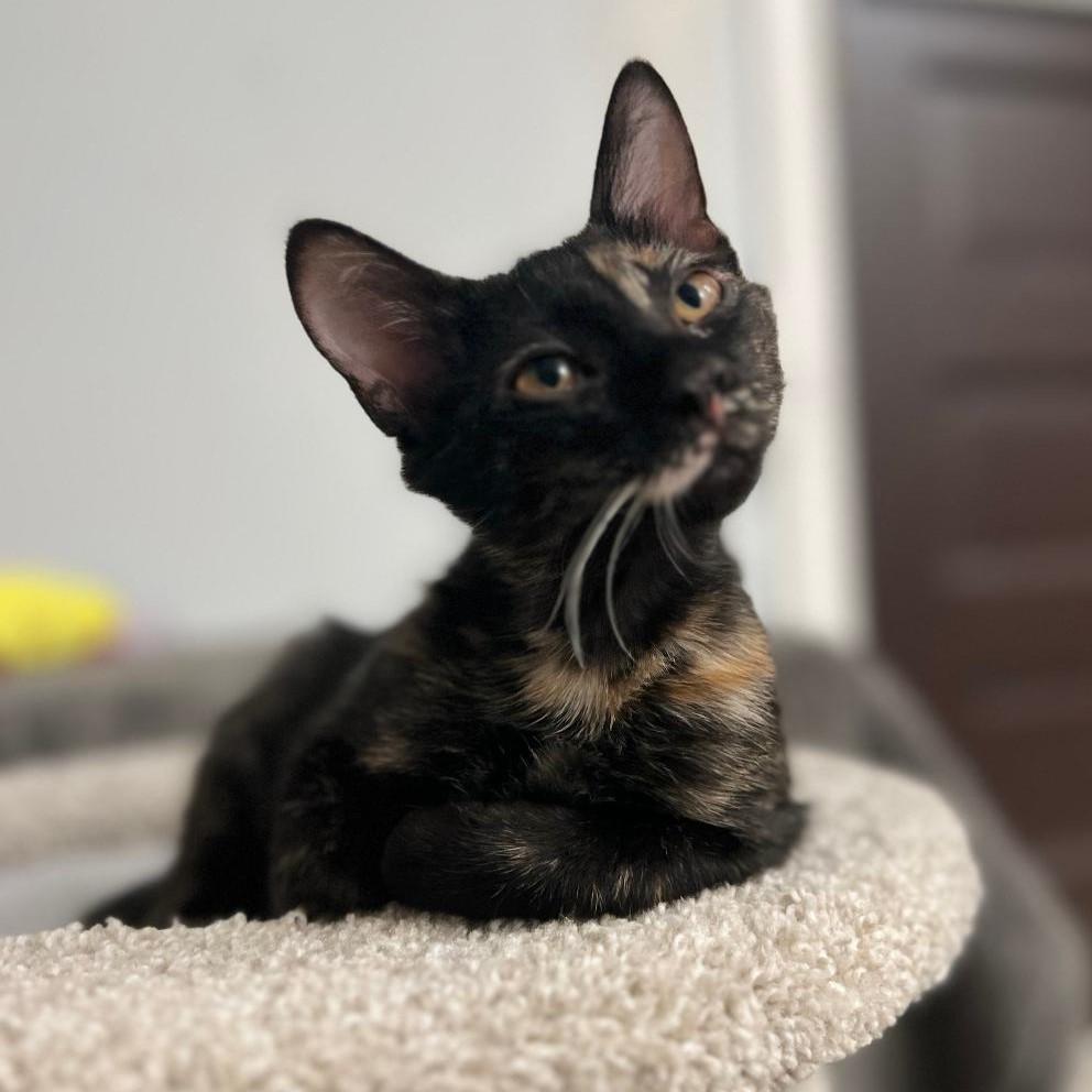 Enlarge Dottie, a ADOPTABLE mixed breed in Elmhurst, IL image 2/6