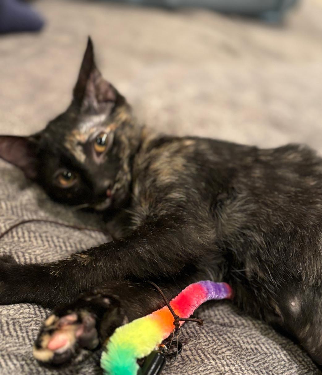 Enlarge Dottie, a ADOPTABLE mixed breed in Elmhurst, IL image 4/6