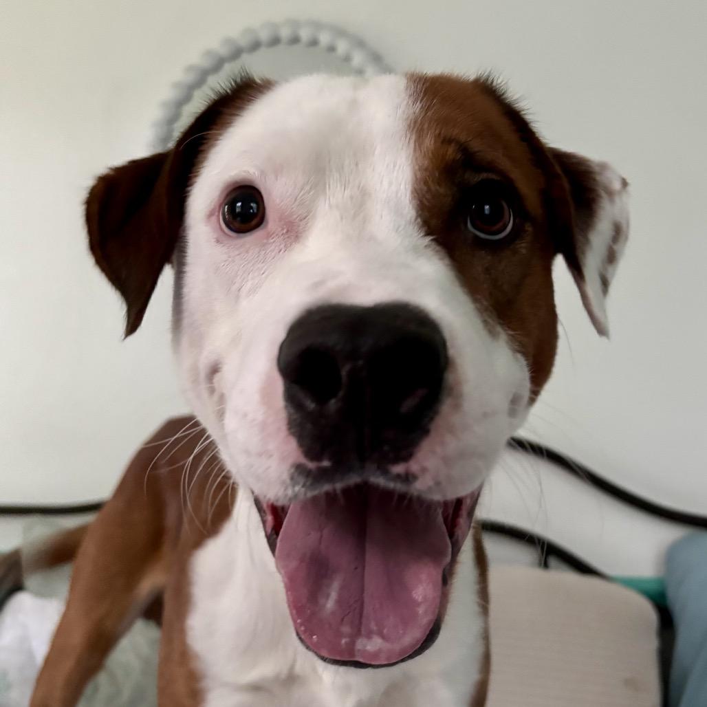 Scout (Knuckles), Adoptable, Adult Male Hound & Pit Bull Terrier.