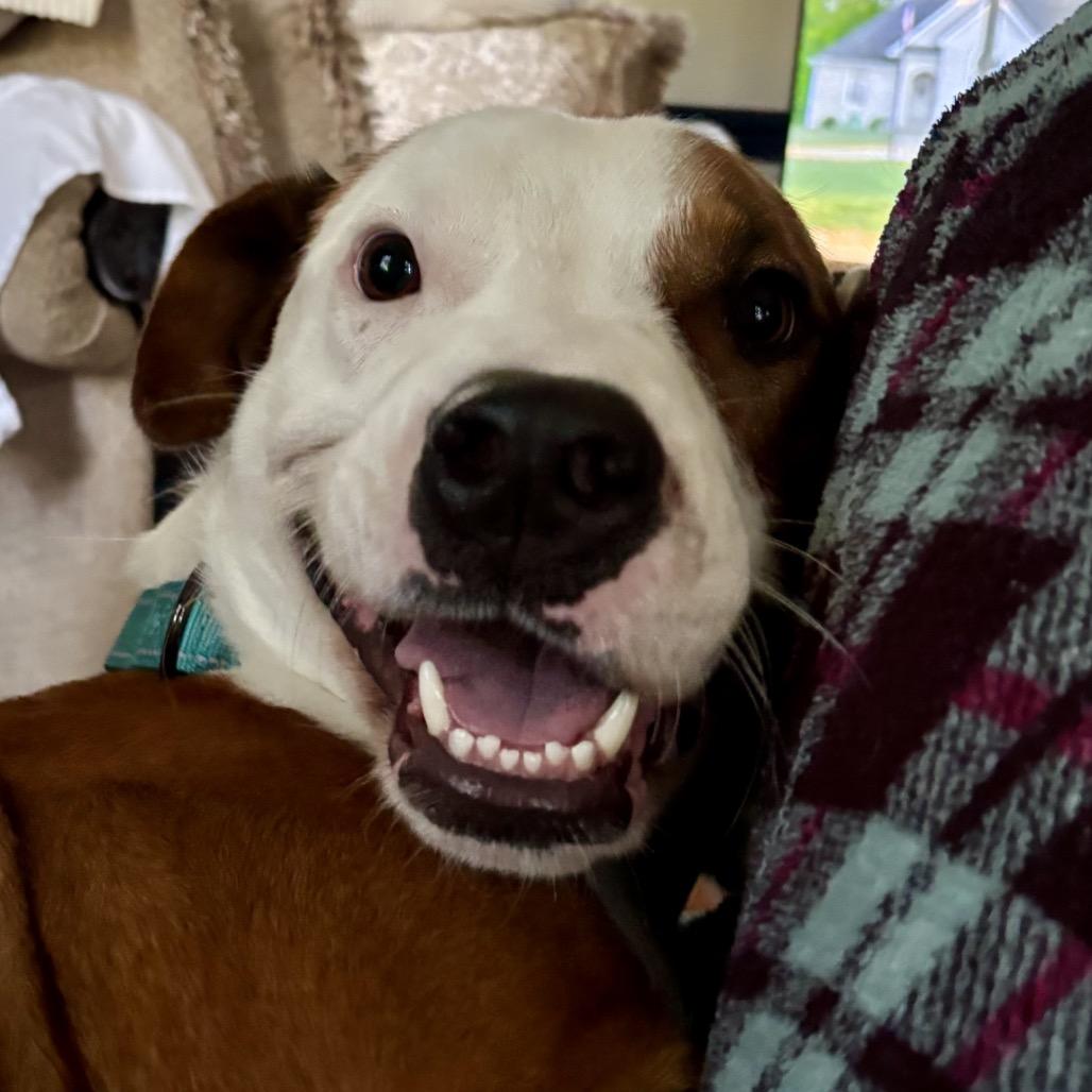 Enlarge Scout (Knuckles), a Adoptable mixed breed in Reisterstown, MD image 2/6