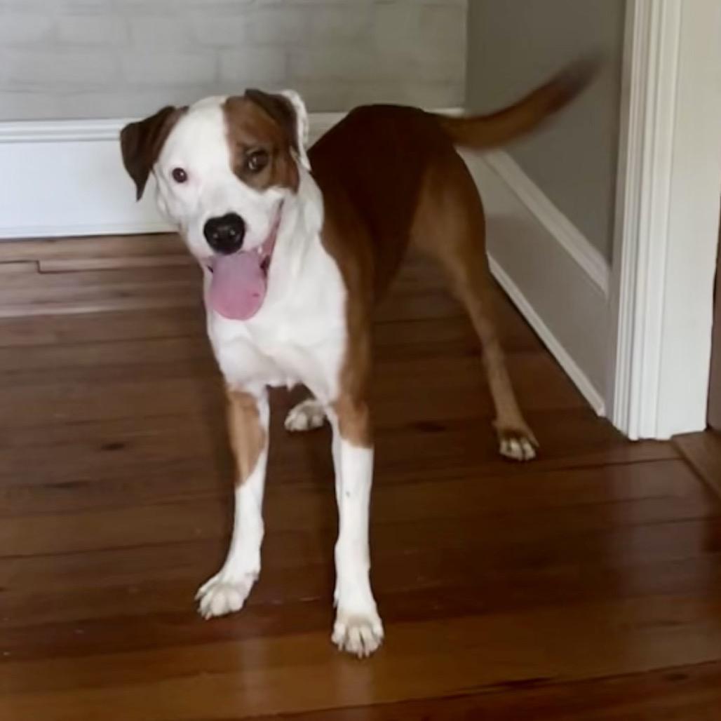 Enlarge Scout (Knuckles), a Adoptable mixed breed in Reisterstown, MD image 3/6