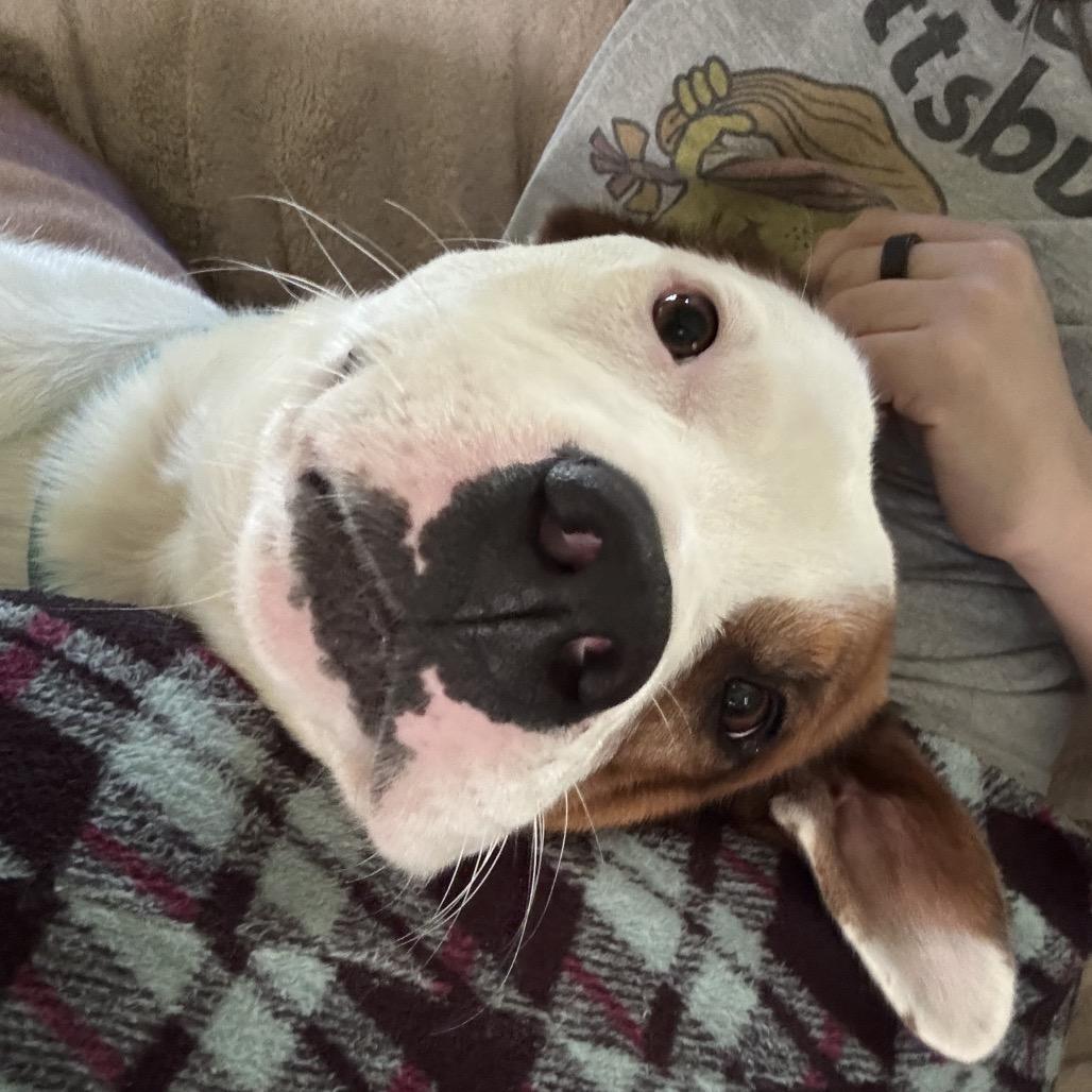 Enlarge Scout (Knuckles), a Adoptable mixed breed in Reisterstown, MD image 4/6