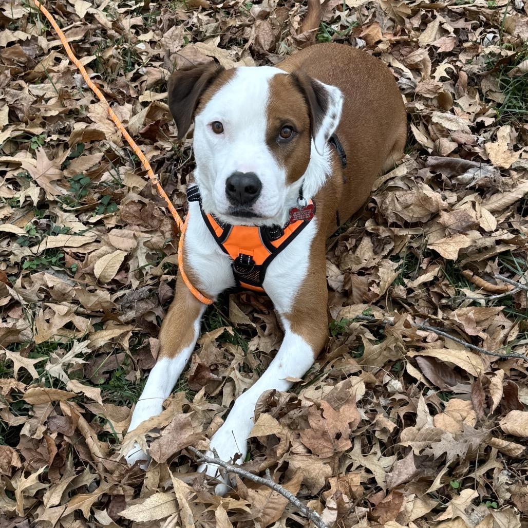 Enlarge Scout (Knuckles), a Adoptable mixed breed in Reisterstown, MD image 5/6