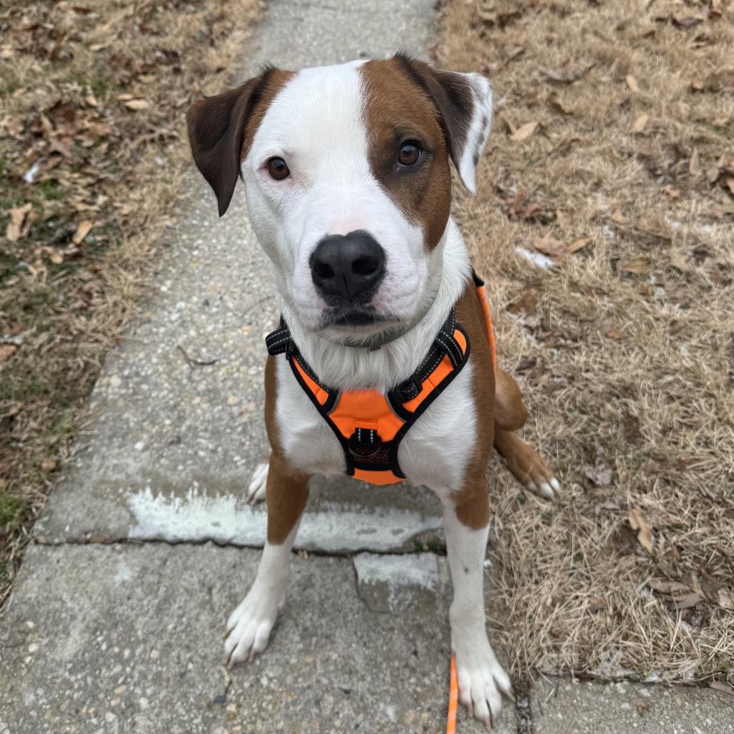 Enlarge Scout (Knuckles), a Adoptable mixed breed in Reisterstown, MD image 6/6