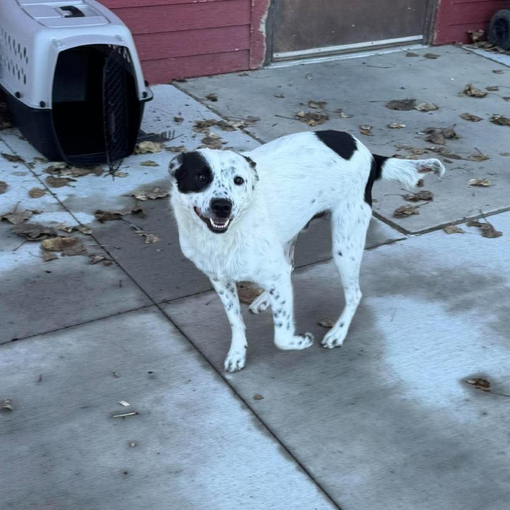 Enlarge Amir, a Adoptable mixed breed in Monticello, IA image 1/4